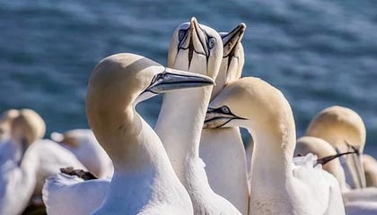 开云平台-德甲：汉诺威1-4败给门兴，守门员多次救险依旧难挡败局，汉诺威门将