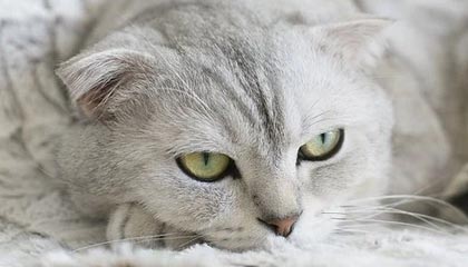 开云平台-德甲：汉诺威1-4败给门兴，守门员多次救险依旧难挡败局，汉诺威门将